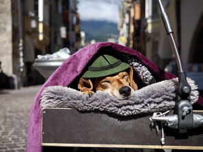 开云APP-巴黎强势德国，本泽马完成帽子戏法